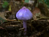 Lila satijnvezelkop [Inocybe lilacina]